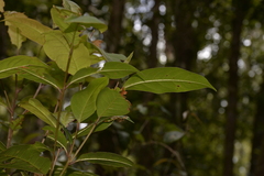 Quintinia sieberi