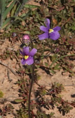 Nemesia leipoldtii