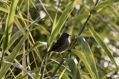 Setophaga coronata