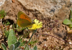 Colias thisoa