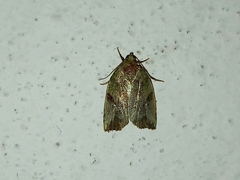 Lepidoptera