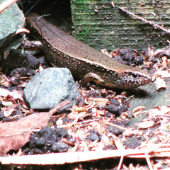 Oligosoma aeneum