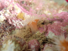 Anthothoe albocincta
