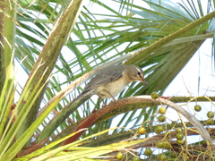 Turdus migratorius confinis