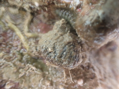 Brachiopoda