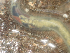 Flabelligera bicolor image
