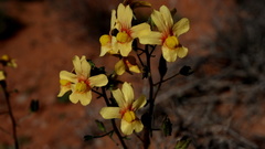 Nemesia versicolor