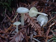 Marasmius calhouniae