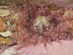 Anthopleura rosea