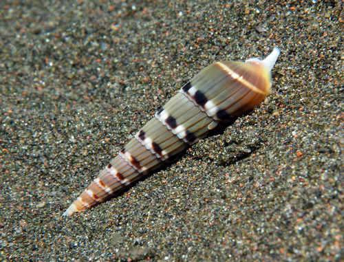 Hastula acumen — seen at this dive site