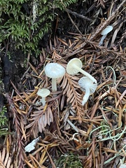 Marasmius calhouniae