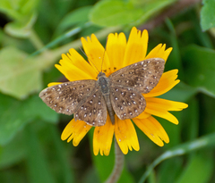 Zabuella paucipuncta