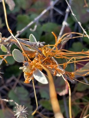 Cuscuta californica