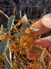 Cuscuta californica