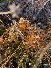Cuscuta californica