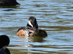Lophodytes cucullatus