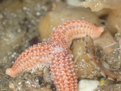 Allostichaster insignis