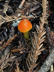 Hygrocybe singeri