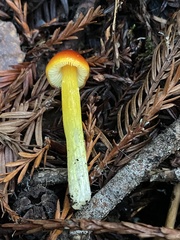 Hygrocybe singeri