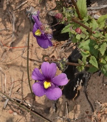Nemesia leipoldtii