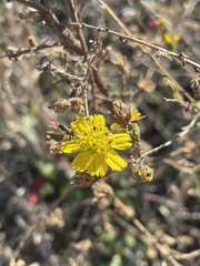 Deinandra paniculata