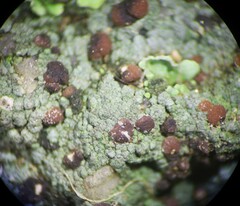 Trapeliopsis granulosa