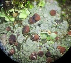 Trapeliopsis granulosa