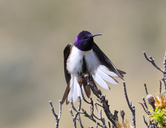 Oreotrochilus chimborazo