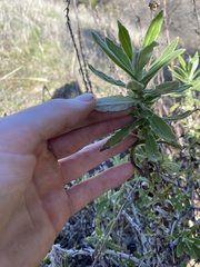 Pseudognaphalium biolettii