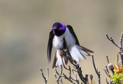 Oreotrochilus chimborazo