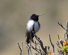 Oreotrochilus chimborazo