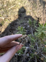 Pseudognaphalium biolettii