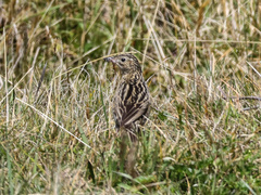 Anthus bogotensis