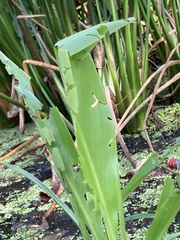 Canna flaccida