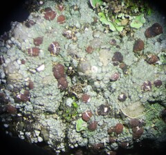 Trapeliopsis granulosa