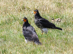 Daptrius carunculatus