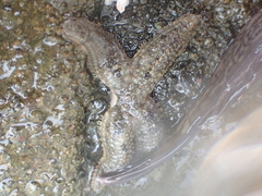 Allostichaster polyplax