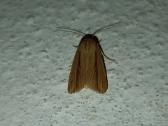 Lepidoptera