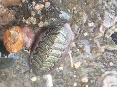 Onithochiton neglectus