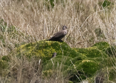 Metriopelia melanoptera