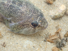 Diplocrepis puniceus