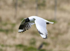 Chroicocephalus serranus