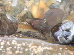 Ruanoho decemdigitatus