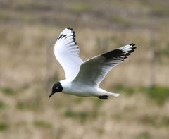 Chroicocephalus serranus