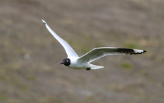 Chroicocephalus serranus