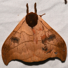 Automeris hamata