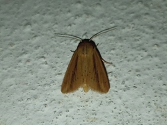 Lepidoptera