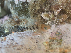 Notoclinops segmentatus