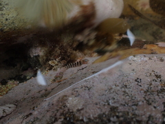 Notoclinops segmentatus