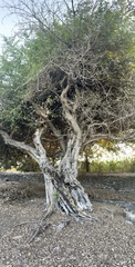 Ficus cotinifolia